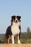 BERGER AUSTRALIEN 152